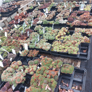 Sempervivum 5 for £5