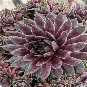 Sempervivum Albertine