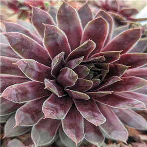 Sempervivum Albertine