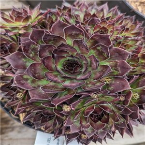 Sempervivum Bitter Chocolate