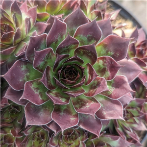 Sempervivum Bitter Chocolate