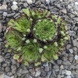 Sempervivum calcaraeum Guillaumes