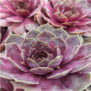 Sempervivum Desert Dream