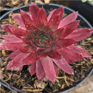 Sempervivum Flasher