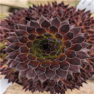 Sempervivum Havendijks Black