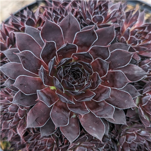 Sempervivum Havendijks Black