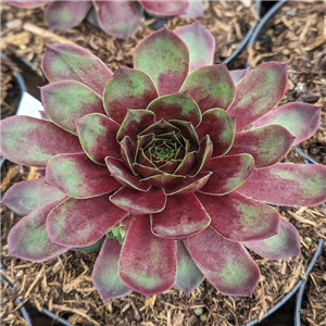 Sempervivum Marmalade