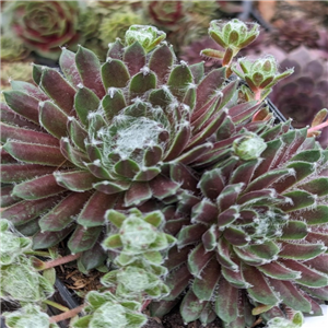 Sempervivum Mike