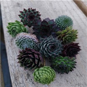 Sempervivum Mixed Offsets