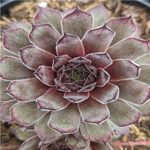 Sempervivum Ruths Choice