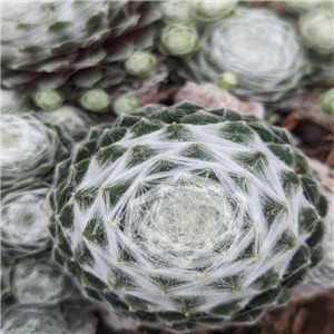 Sempervivum Shampoo