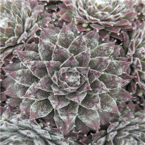 Sempervivum Silver Jubilee