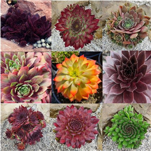 Sempervivum Special Collection