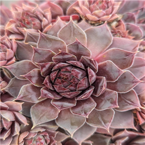 Sempervivum Woolcotts Variety