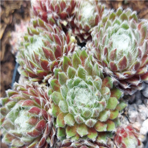 Sempervivum arachnoideum Cantral