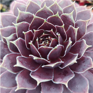 Sempervivum Black Beauty