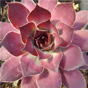 Sempervivum Crispyn