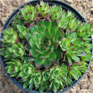 Sempervivum Essence of Lime