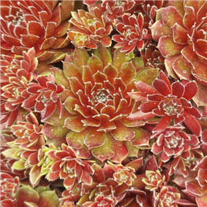 Sempervivum Heigham Red