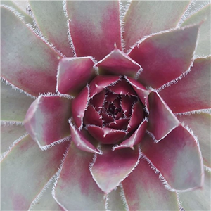 Sempervivum Lavender and Old Lace