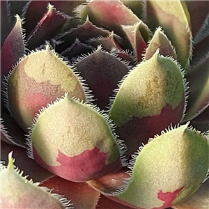 Sempervivum Lavender and Old Lace