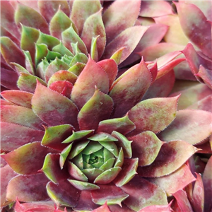 Sempervivum Rainbow