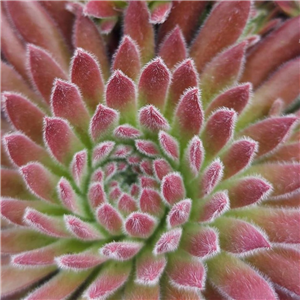 Sempervivum Silver Surfer