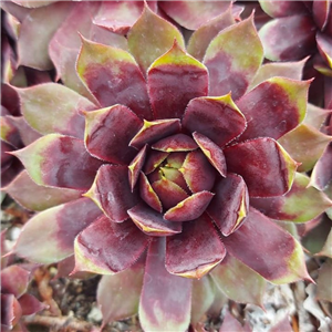 Sempervivum Solar Meadows