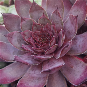 Sempervivum Virgil