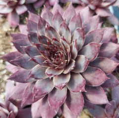 Sempervivum Virgil