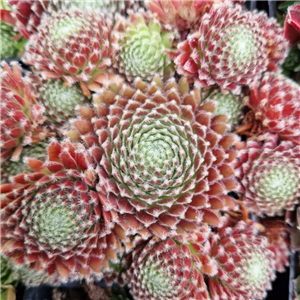 Sempervivum Sprite