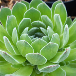 Sempervivum Chick Charm Sugar Shimmer