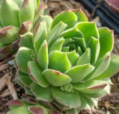 Sempervivum Vincetii