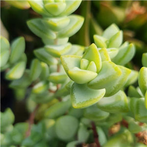 Crassula perforata