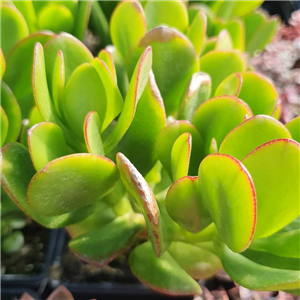 Crassula ovata