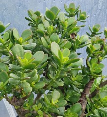 Crassula ovata