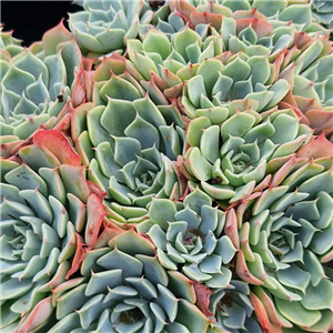 Echeveria secunda var. glauca