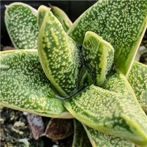 Gasteria Little Warty