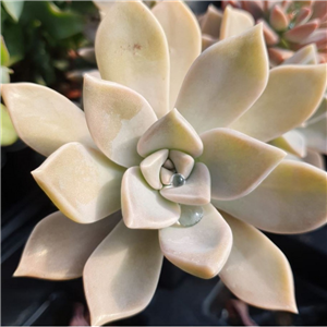 Graptopetalum paraguayense