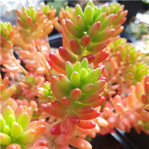 Sedum rubrotinctum