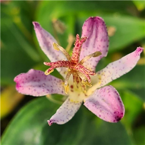 Tricyrtis Hototogisu