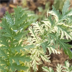 Tanacetum vulgare Silver Lace