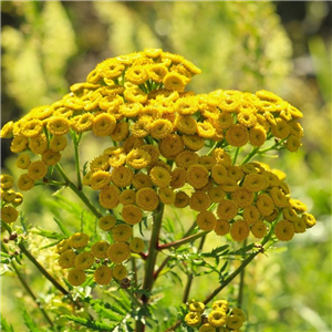 Tanacetum vulgare