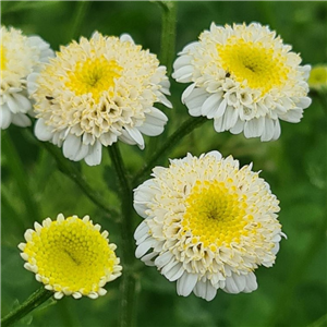 Tanacetum White Bonnet