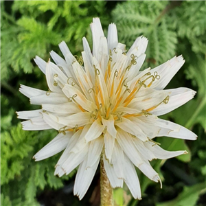 Taraxacum albidum