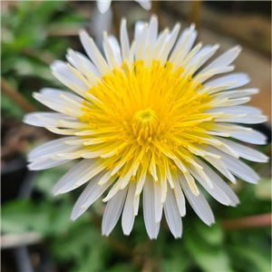 Taraxacum albidum yellow-eye