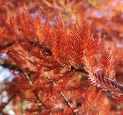 Taxodium distichum