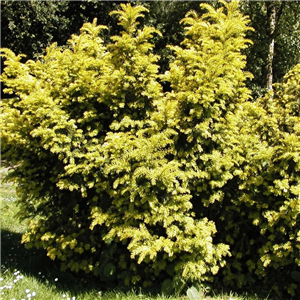 Taxus baccata Semperaurea