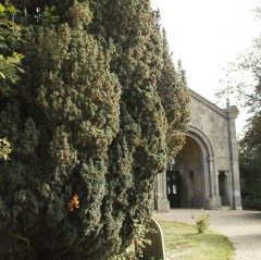 Taxus baccata