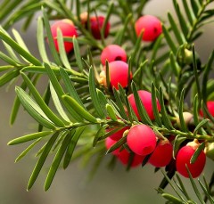 Taxus baccata